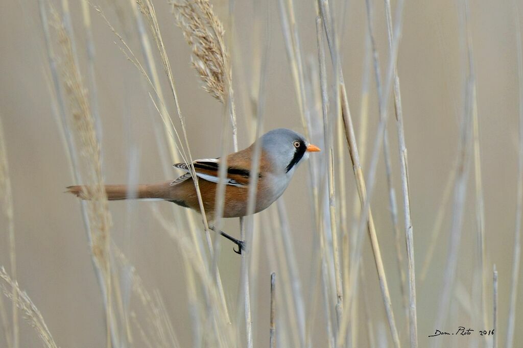 Bearded Reedling