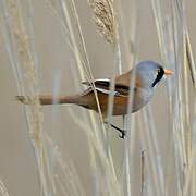 Bearded Reedling