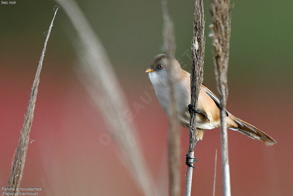 Bearded Reedling