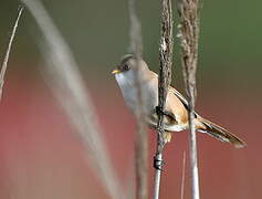 Bearded Reedling