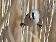 Bearded Reedling