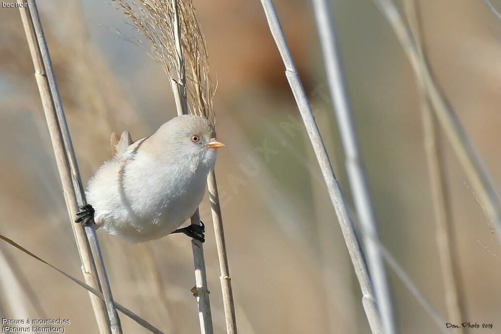 Bearded Reedling