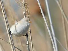 Bearded Reedling