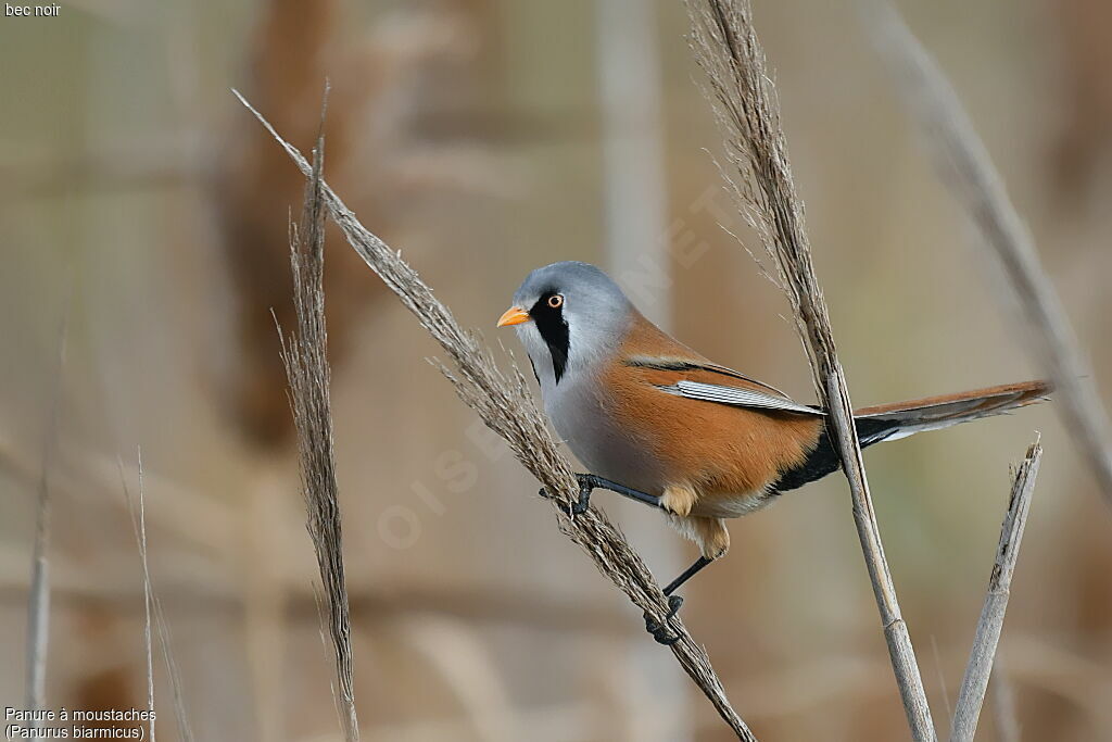 Bearded Reedling