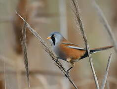 Bearded Reedling