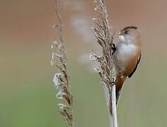 Bearded Reedling