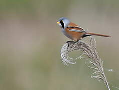 Bearded Reedling