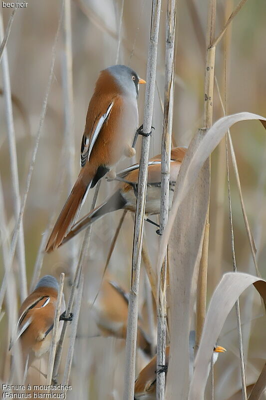 Bearded Reedling