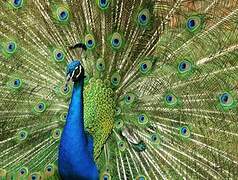 Indian Peafowl