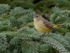 Palm Warbler