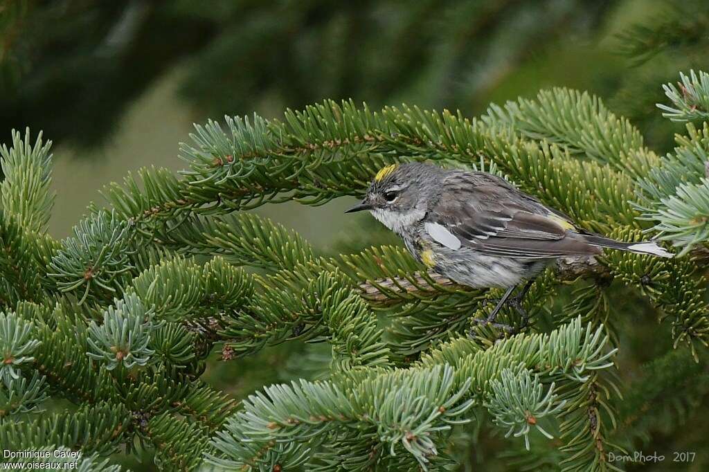 Myrtle Warbler male adult transition, identification