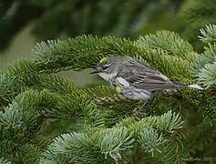 Myrtle Warbler