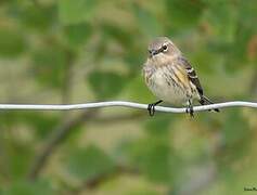 Myrtle Warbler