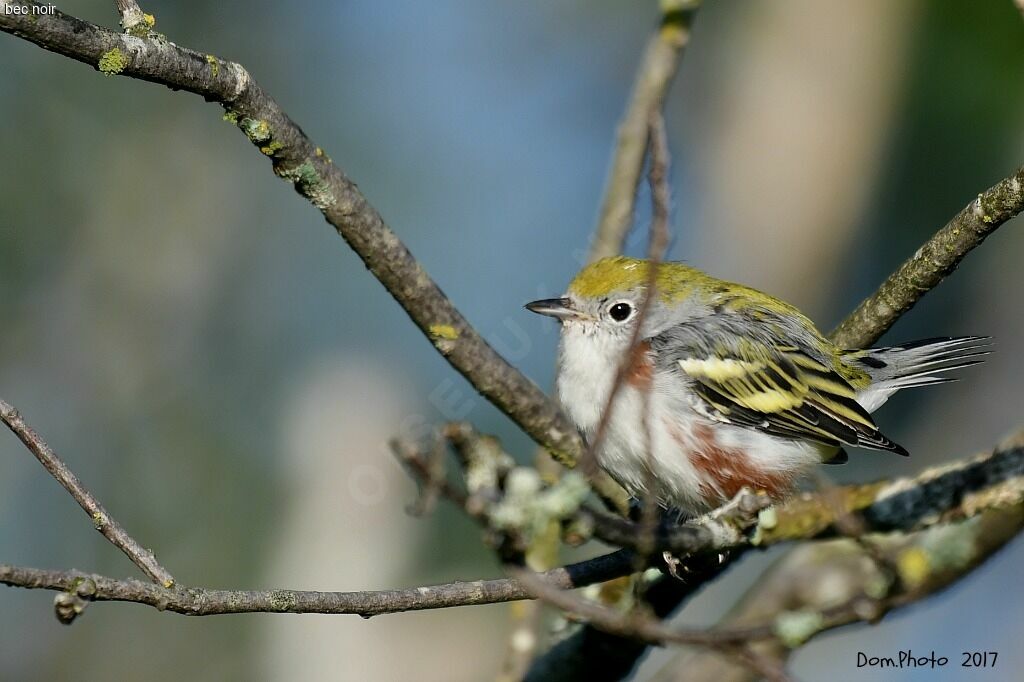 Chestnut-sided Warbler