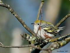 Chestnut-sided Warbler