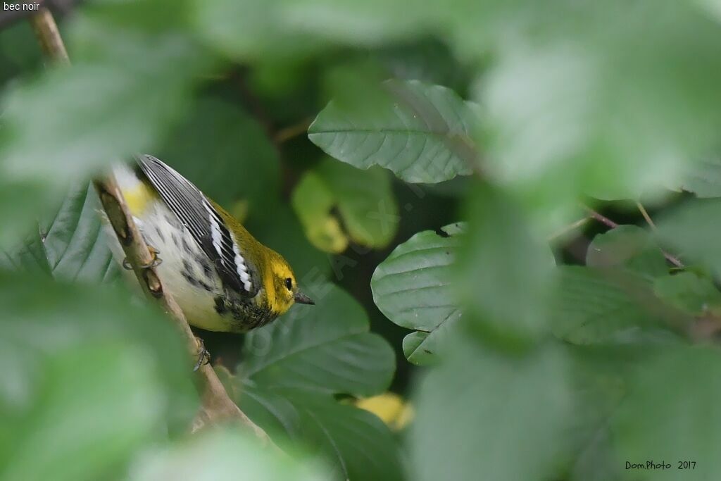 Black-throated Green Warbler