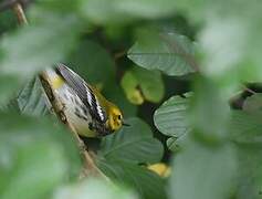 Black-throated Green Warbler