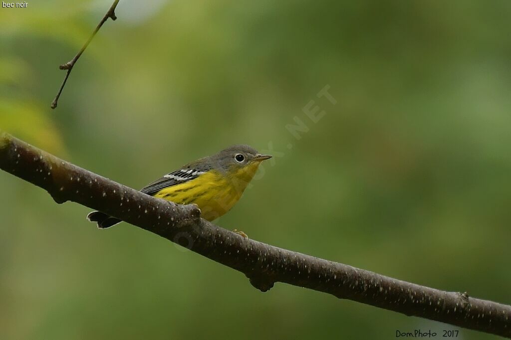 Magnolia Warbler