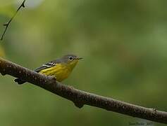 Magnolia Warbler