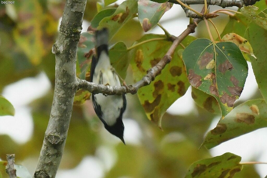 Black-throated Blue Warbler