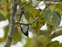 Black-throated Blue Warbler