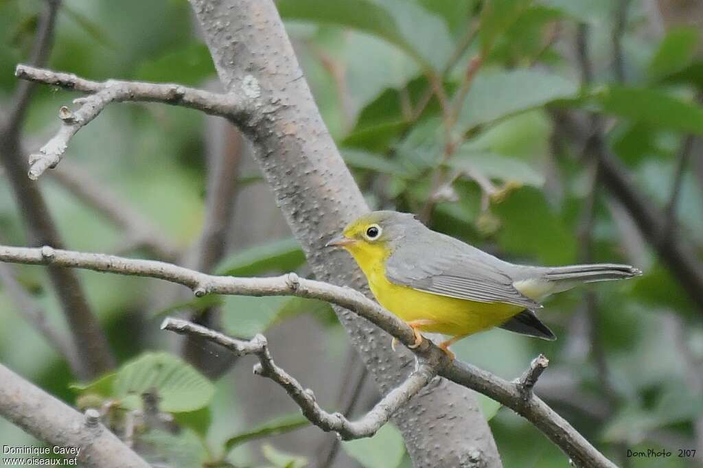 Canada Warbler