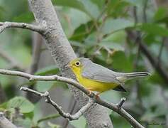 Canada Warbler