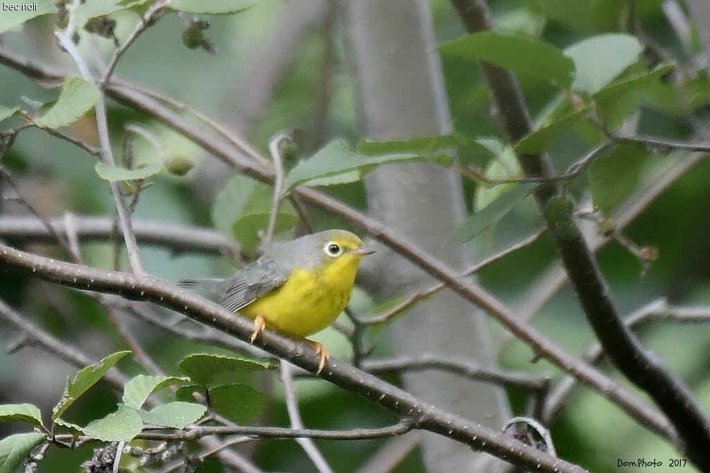 Canada Warbler