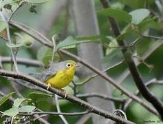 Canada Warbler