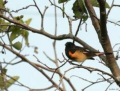 American Redstart