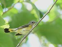 American Redstart