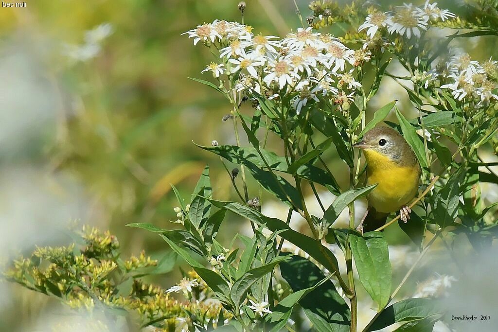 Paruline masquée femelle