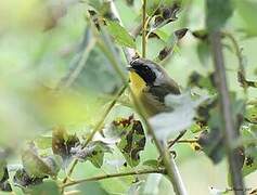 Common Yellowthroat