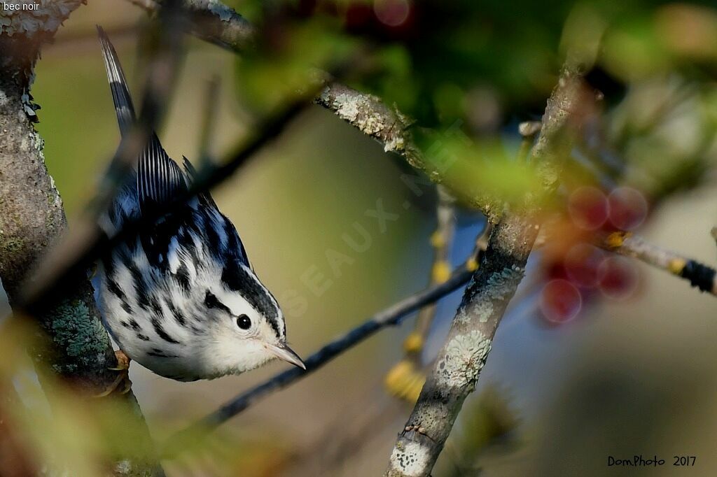 Black-and-white Warbler