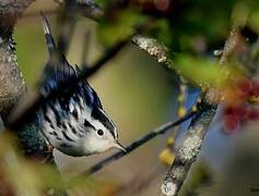 Paruline noir et blanc