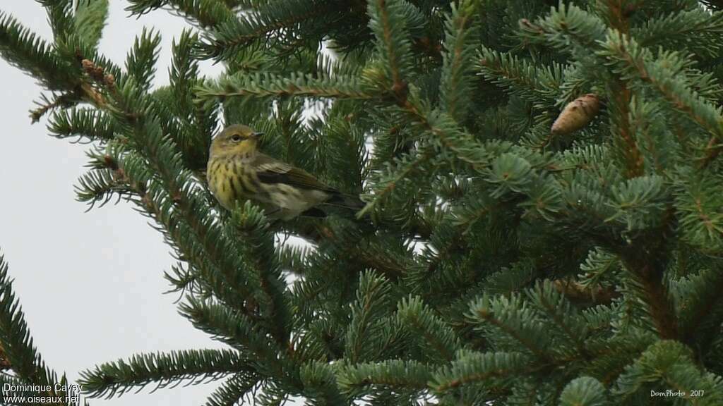 Cape May Warbler female adult, habitat