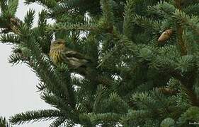 Cape May Warbler