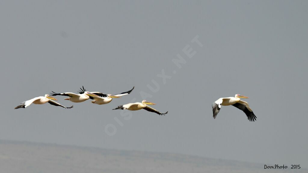 Great White Pelican