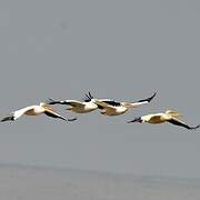 Great White Pelican