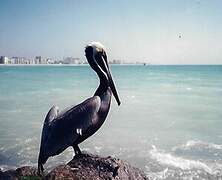 Brown Pelican