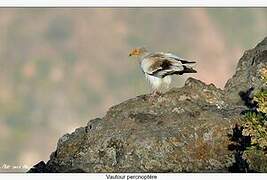 Egyptian Vulture