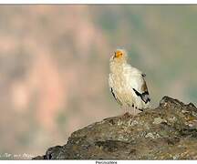 Egyptian Vulture