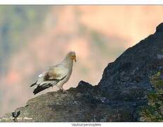 Egyptian Vulture