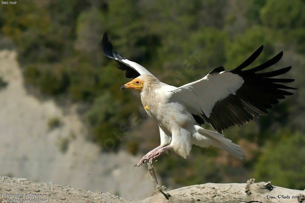 Egyptian Vulture