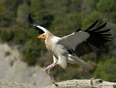 Egyptian Vulture