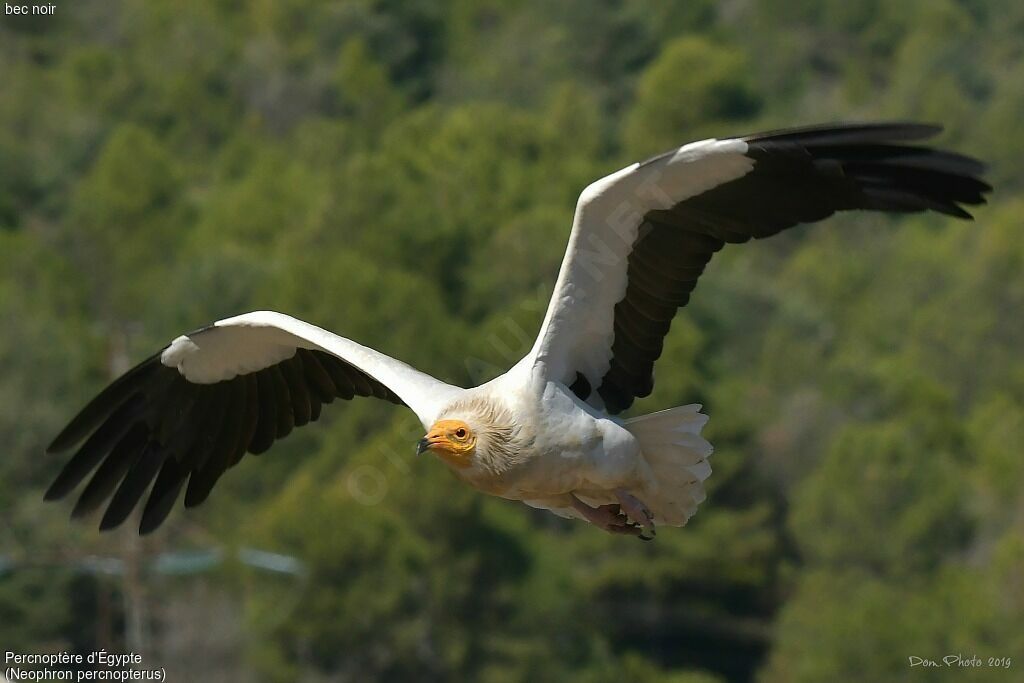 Egyptian Vulture