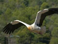 Egyptian Vulture