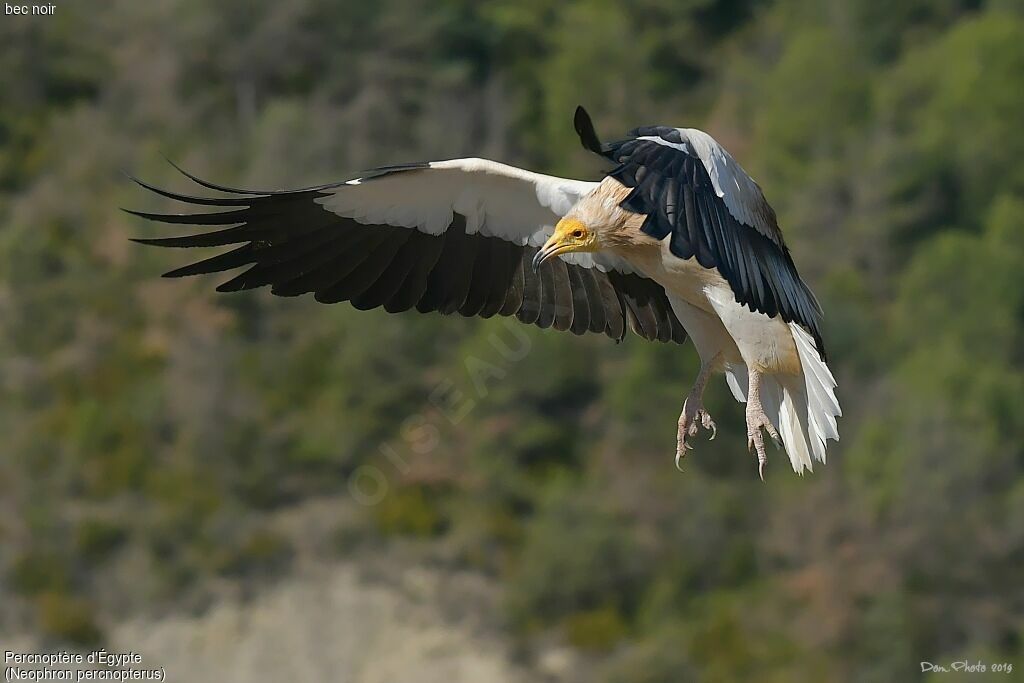 Egyptian Vulture