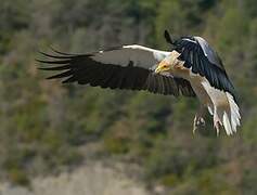 Egyptian Vulture