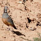 Perdrix gambra